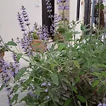 Vasilion Agrotourism Ferienhaus