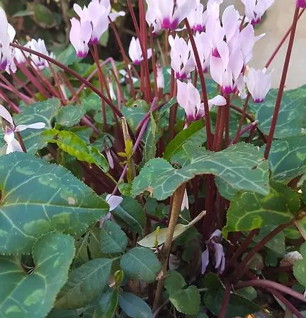 Vasilion Agrotourism