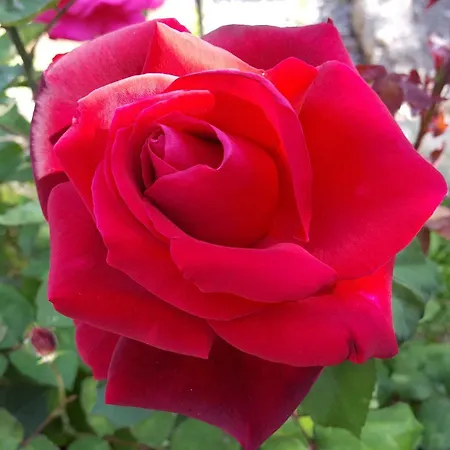 Feriehus Vasilion Agrotourism