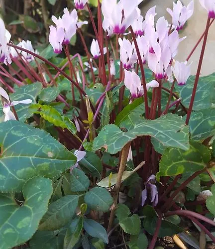 Vasilion Agrotourism