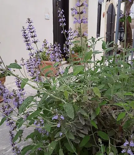 Vasilion Agrotourism Casa vacanze